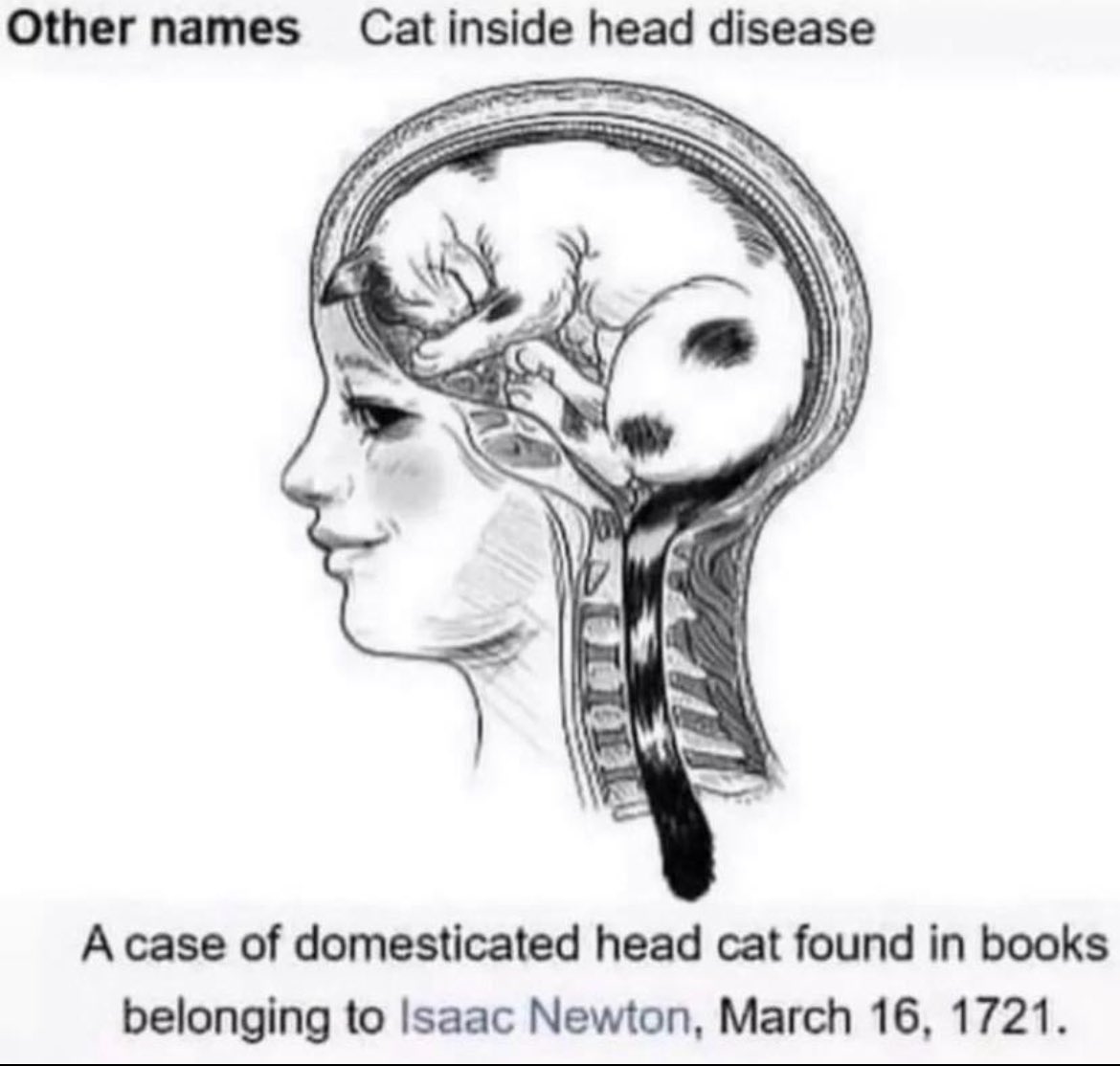 PunchingCat's tweet photo. you’ve been diagnosed with cat inside head disease https://t.co/Df2iUCupyr