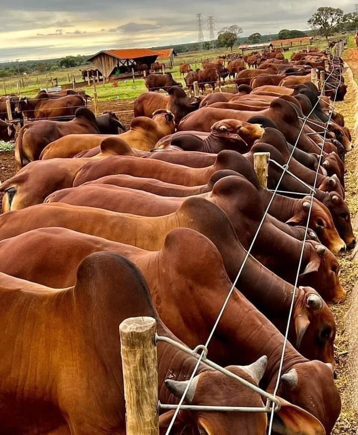 If you are interested in modern livestock farming, like and repost!