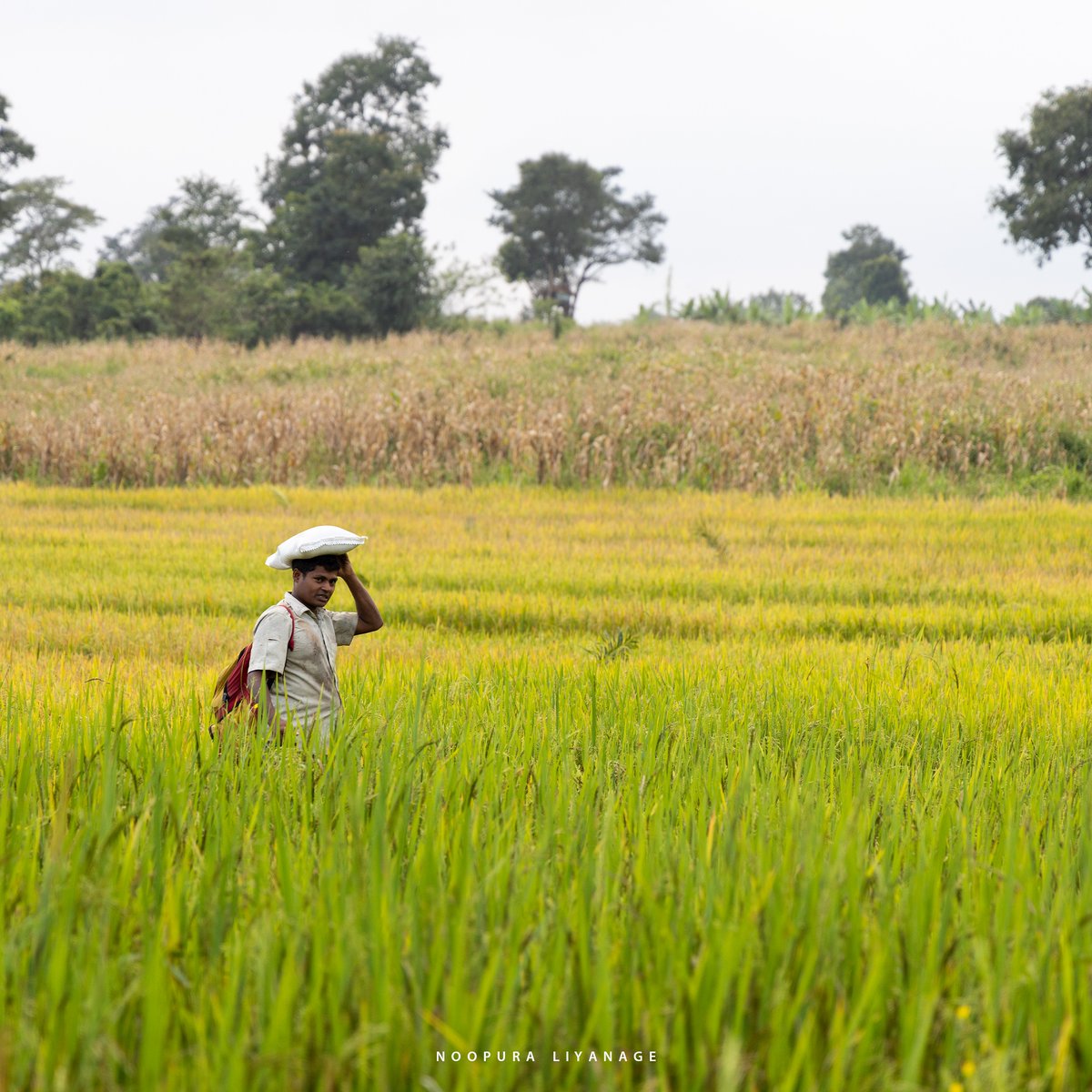 An Uva Uprising: Farmers Fight for Land and Legacy

For generations the people of Rideemaliyadda, Dehigama and Ekiriyankumbura have thrived on agriculture. Many practice chena cultivation while others grow maize on the fringes of the Nilgala forest reserve. Others cultivate