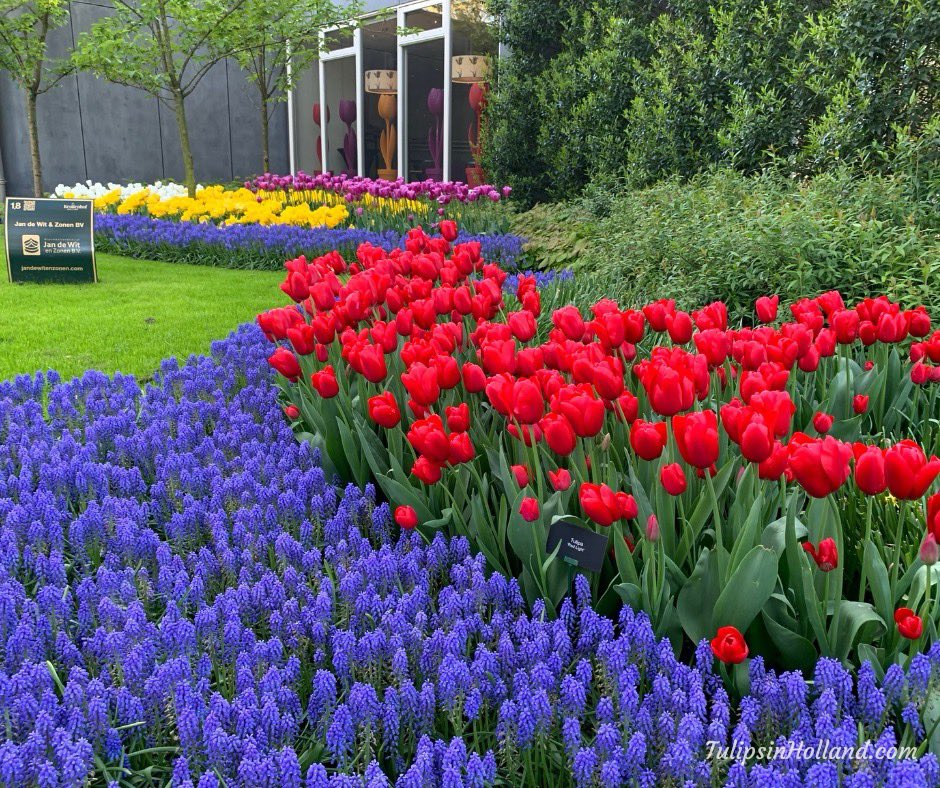 A new start of the week and one week closer to spring! What are you most looking forward to? ❤️🌷

#travel to the #tulipsinholland spring 2024 tulipsinholland.com