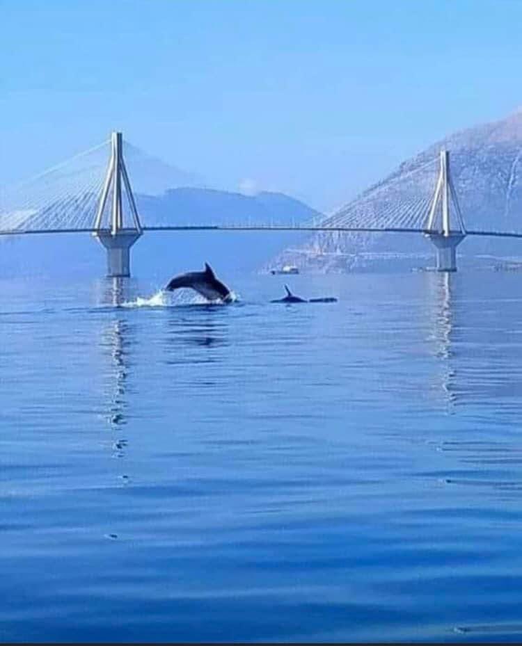 Good morning from Rio Antirio!  🇬🇷 The sea is glassy calm this morning, reflecting a stunning blue dawn.  Even a pod of dolphins 🐬came out to play!  🌊#Greece #RioAntirio #BeautifulMorning #NewWeek
