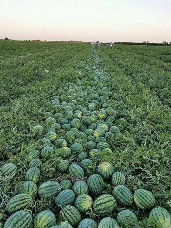 If you are interested in watermelon farming, please like and retweet!
