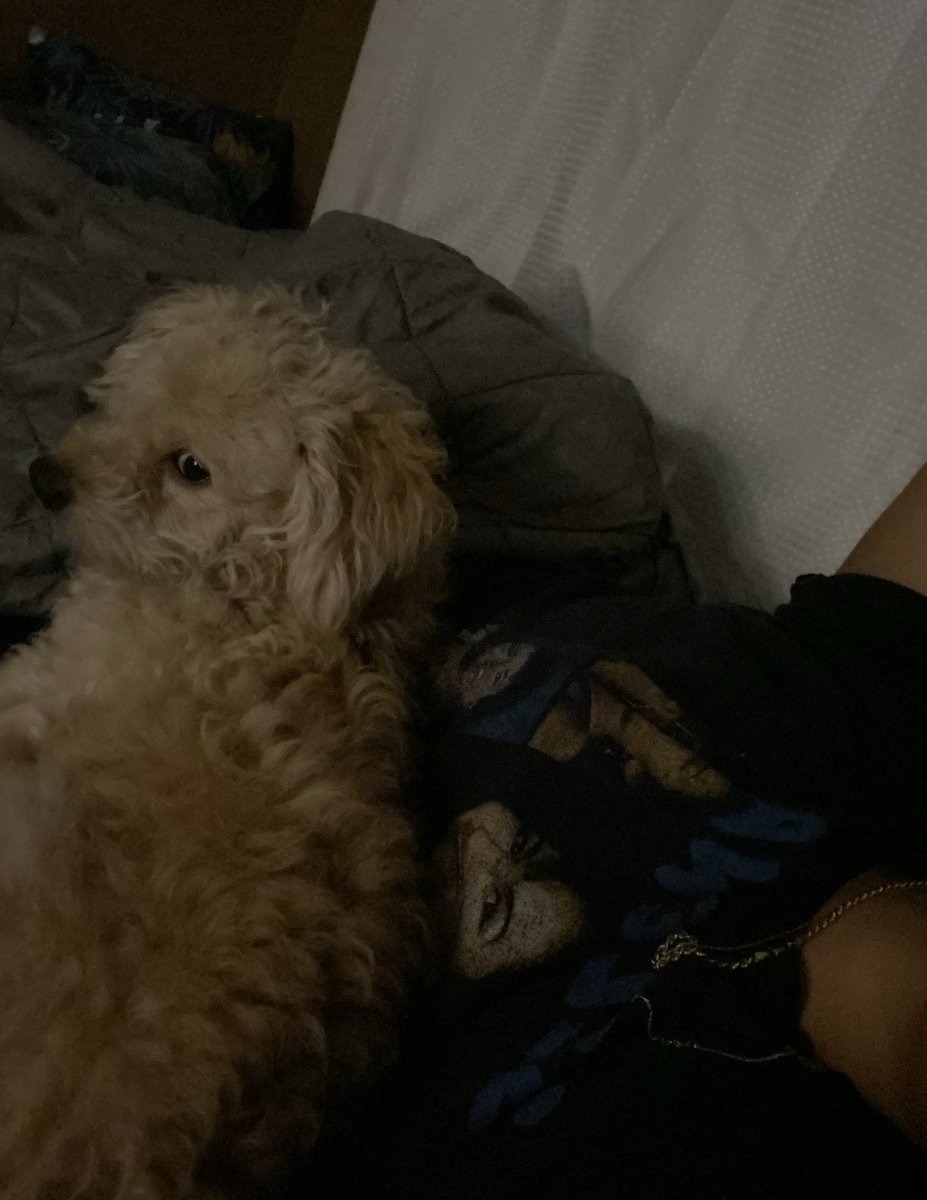thurssssday's tweet photo. My heart is breaking…my dog is missing 😔 last seen around Jefferson / Arlington area…he could be anywhere by now please help me find my dog or lmk if you’ve seen him! His name is woody and has a green baby yoda collar https://t.co/IMDc2u91nX
