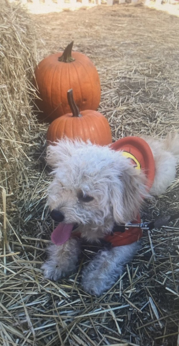 thurssssday's tweet photo. My heart is breaking…my dog is missing 😔 last seen around Jefferson / Arlington area…he could be anywhere by now please help me find my dog or lmk if you’ve seen him! His name is woody and has a green baby yoda collar https://t.co/IMDc2u91nX