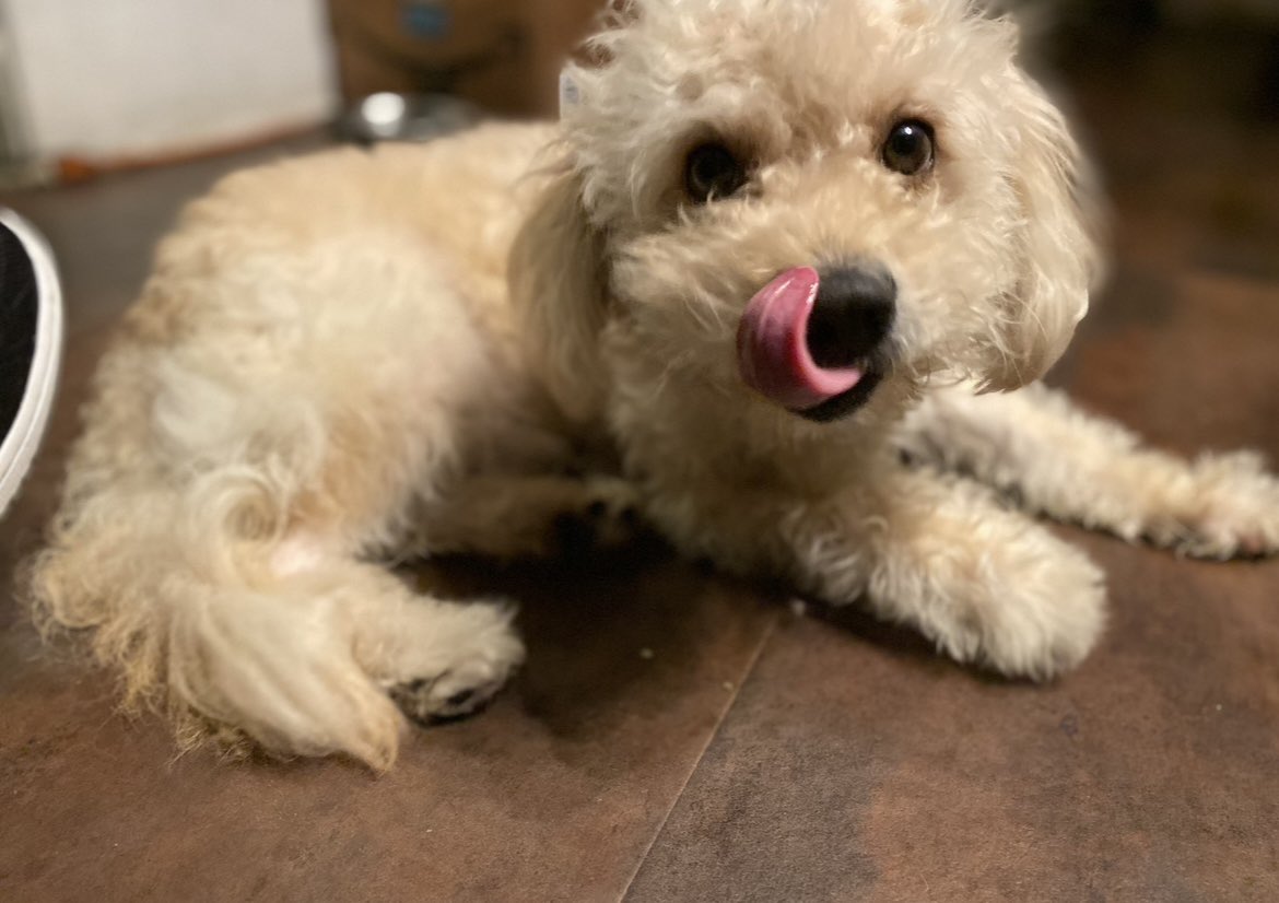 thurssssday's tweet photo. My heart is breaking…my dog is missing 😔 last seen around Jefferson / Arlington area…he could be anywhere by now please help me find my dog or lmk if you’ve seen him! His name is woody and has a green baby yoda collar https://t.co/IMDc2u91nX