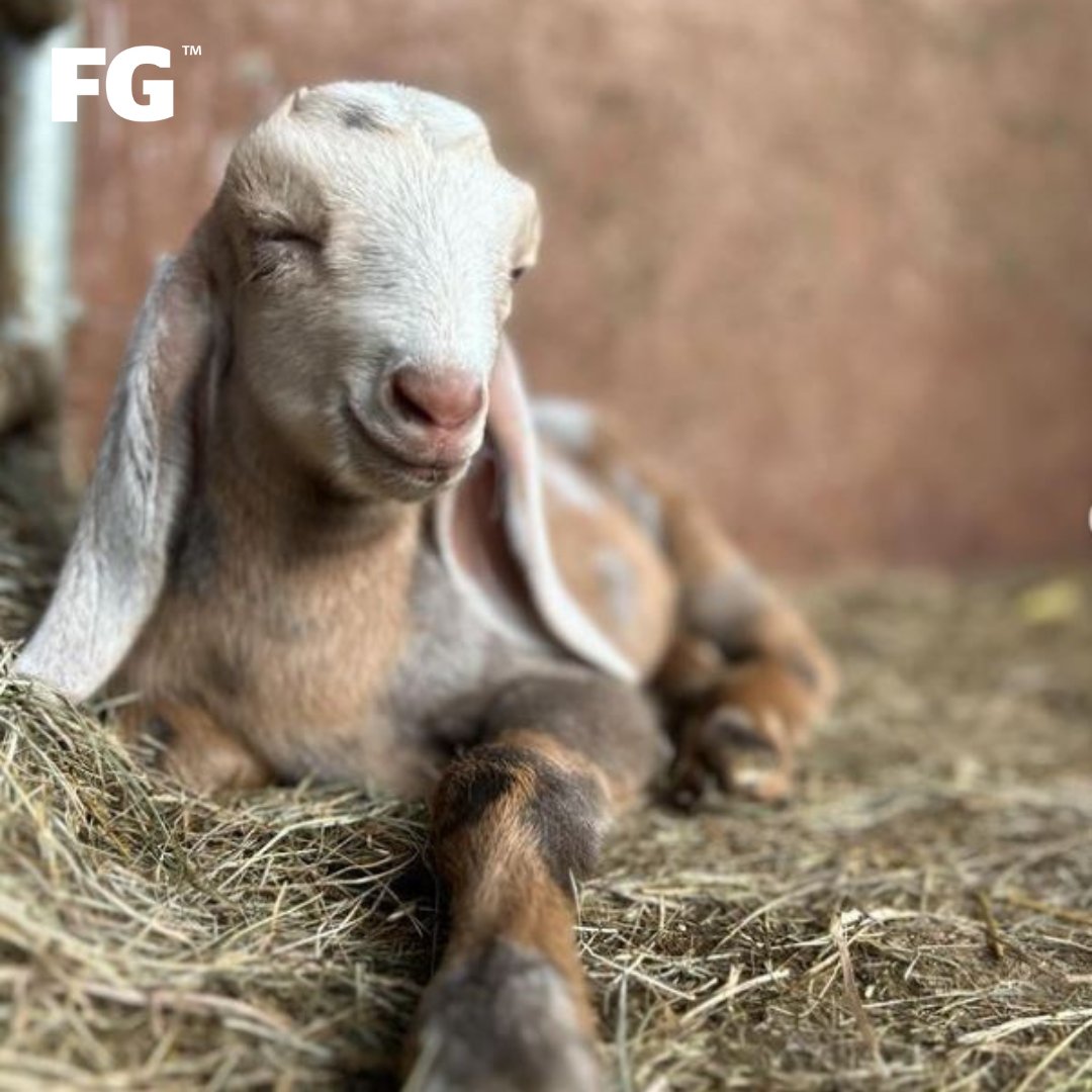 FarmersGuardian's tweet photo. Sleepy Monday mornings 💤
📸 smallholder_farm_girl
#goat #kid #kidding #onfarm #livestock #Mondayzzz #farming #farmlife https://t.co/27kmHWxRVs