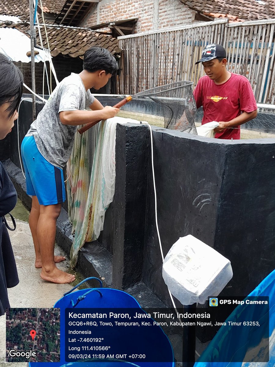 dwi_murniani's tweet photo. Sabtu (09/03/2024) Dwi Sri M. Luhkan #Ngawi melaporkan  panen ikan Nila Bpk Zaky Pokdakan Makmur Rukun, Ds. Tempuran Kec. Paron. Total Panen 46 Kg, Size 2-4, Harga 26 Rb/Kg. 

#Luhlapor
#Panen
#GiatLuhkanSatminkalBWI 

@bppsdm_bp3bwi 
@puslatluhkp https://t.co/v8rAsRMWyg