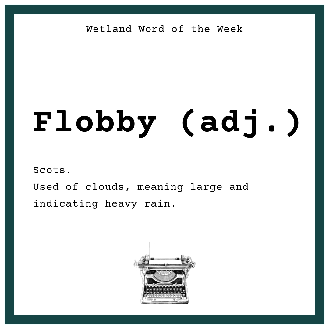 Wetland Word of the Week ✨

FLOBBY is a Scots word used of clouds meaning they are large and indicating rain. We get a lot of that down here at Caerlaverock, being in South West Scotland but it definitely keeps our wetland wet! 

#WetlandWordOfTheWeek #WordsForWetlands
