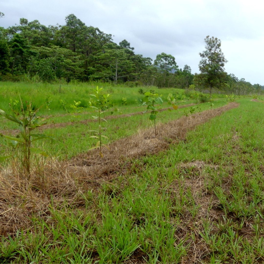 RFR_AU's tweet image. Planting has begun at the old Cow Bay Airstrip - the site of our new Native Nursery 🌱💚🌳 and this time we&apos;re experimenting with two different row planting methodologies 🤔🤓.

#PlantARainforest #PlantingMethodology #TreesAreTheAnswer #DaintreeRainforest #Restoration