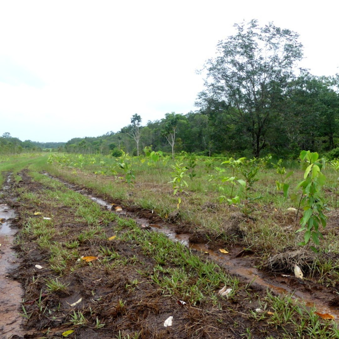 RFR_AU's tweet image. Planting has begun at the old Cow Bay Airstrip - the site of our new Native Nursery 🌱💚🌳 and this time we&apos;re experimenting with two different row planting methodologies 🤔🤓.

#PlantARainforest #PlantingMethodology #TreesAreTheAnswer #DaintreeRainforest #Restoration