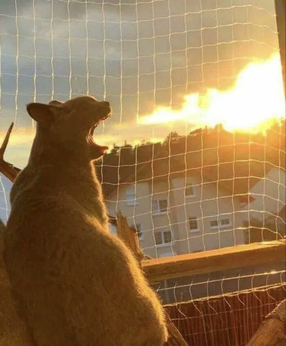 ShouldHaveCat's tweet photo. https://t.co/Frw6o0UROE