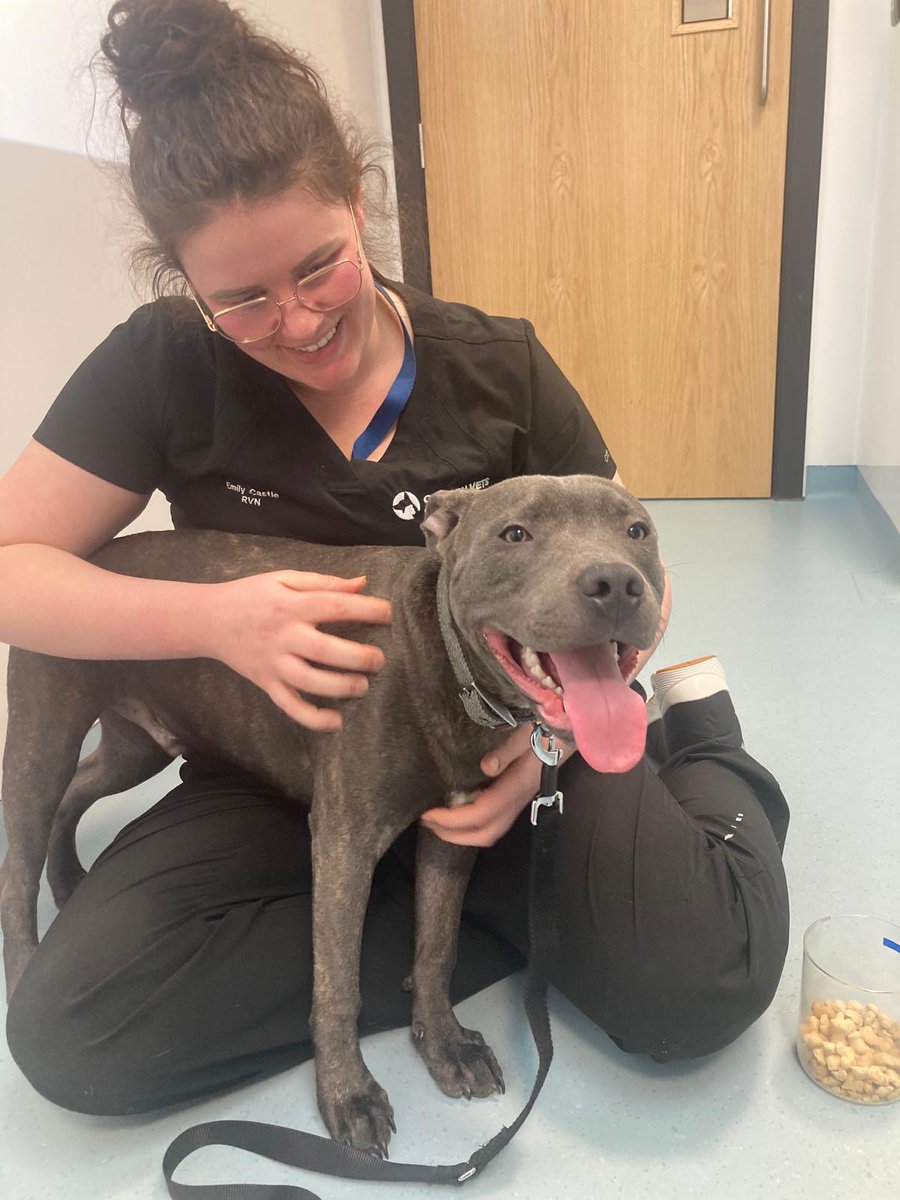 Cain came in for his first checkup over the weekend but also for some socialising with Emily as he has typically been a bit worried about the vets 🩺👩‍⚕️ He was a super star and very brave. Making sure you and your pets have peace of mind is important to us❤️#vets #dogs #cats #pets