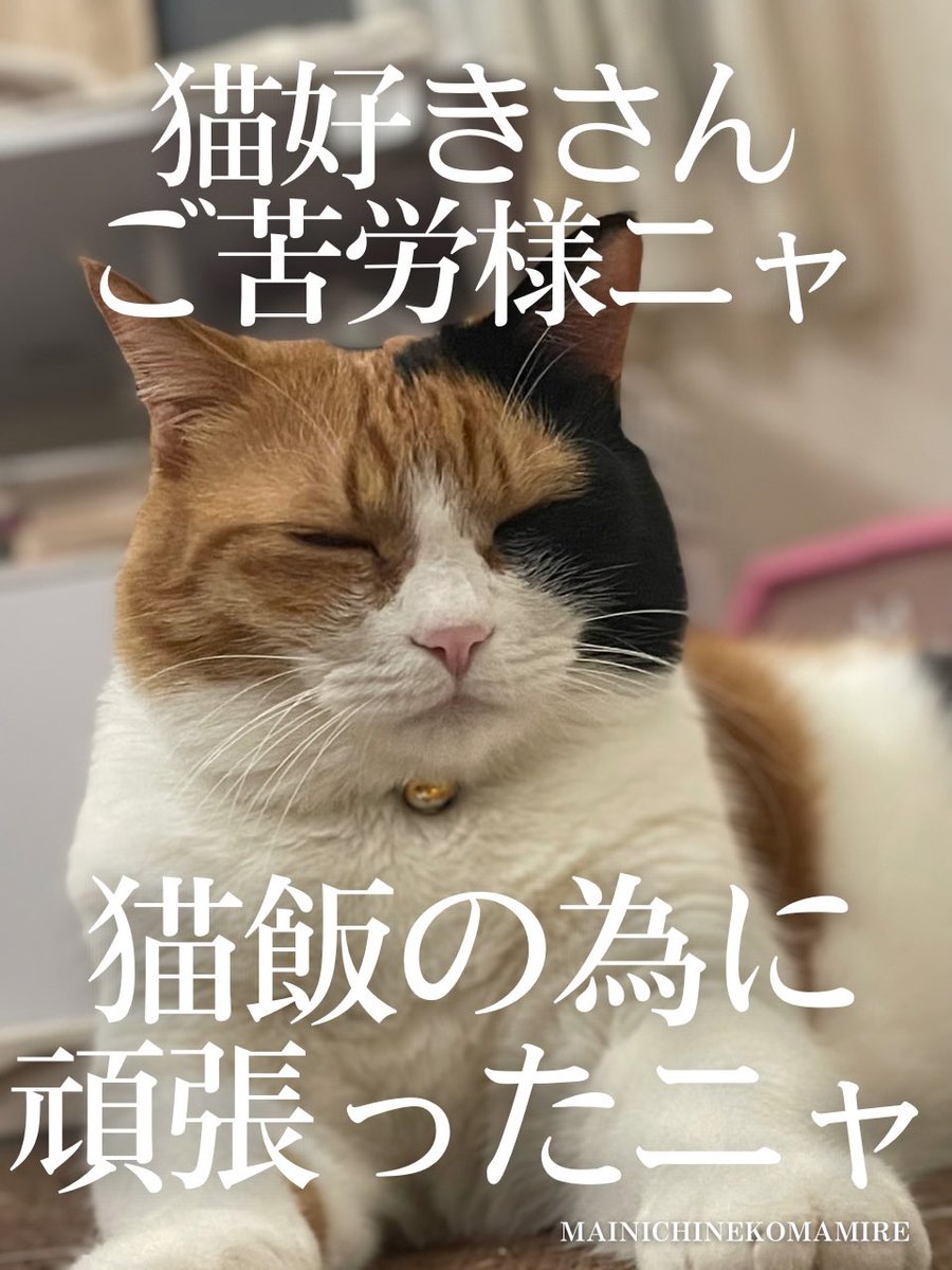 ricasaeki's tweet photo. 今日の標語にゃーん https://t.co/4hHpwljo18