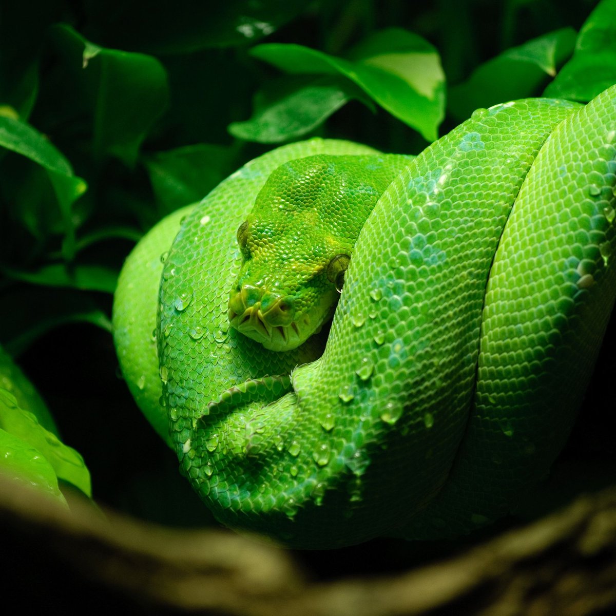 🐍 Are you ready for 'Snakes'?

🤩 Visit us this Easter and explore the secretive lives of these fascinating reptiles!

📅 29 March - 28 April
🎟 Free with zoo entry

👉 durrell.org/events/snakes

‘Snakes’ is a @bluetokay exhibition supported by Ferryspeed as our transport partner