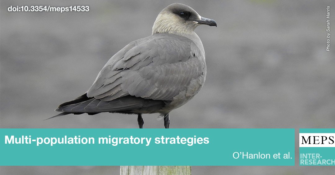 NE Atlantic breeding #ArcticSkuas show weak #MigratoryConnectivity to staging areas & have complex migratory strategies. Understanding the migratory routes & strategies of this declining #seabird is a vital step in identifying future #conservation actions bit.ly/meps_730_113