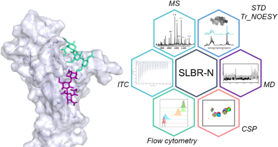 @AlbaSilipo & team disclose the details of the interaction of core2 O-glycans with the Streptococcal Siglec-like adhesin SLBR-N by an integrated biophysical, biochemical and computational approach NEW #ASAP Read it here: go.acs.org/8oZ