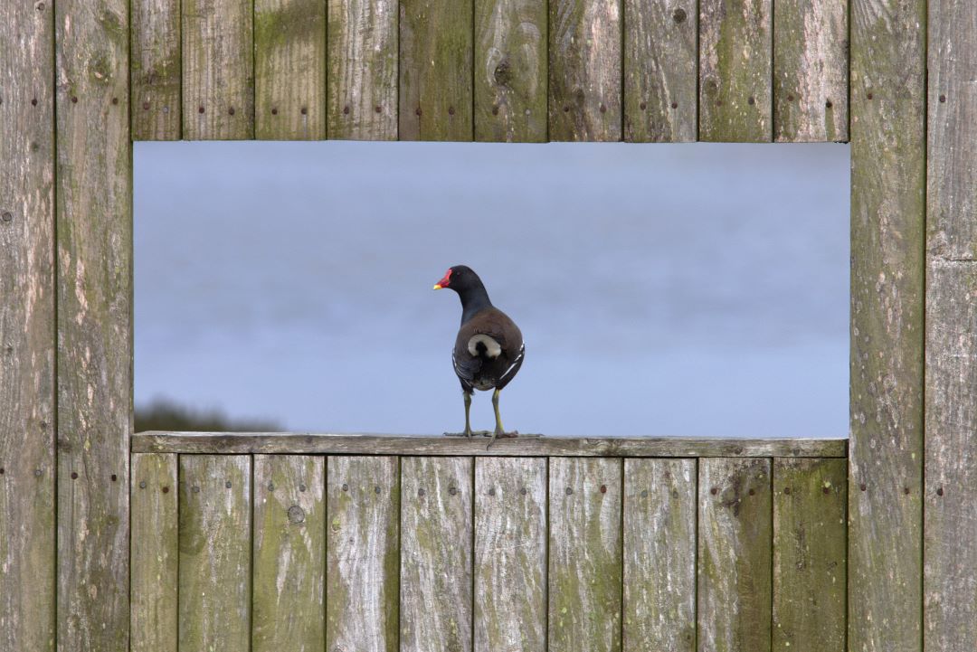 WWTCastleEspie's tweet photo. Even this moorhen enjoys the views from our lookout points ๐
๐ธ: Jonny Clark
#WWT #CastleEspie #Wetlands #Wildlife #NaturePhotography #Birdwatching https://t.co/Jo93tjWmKY
