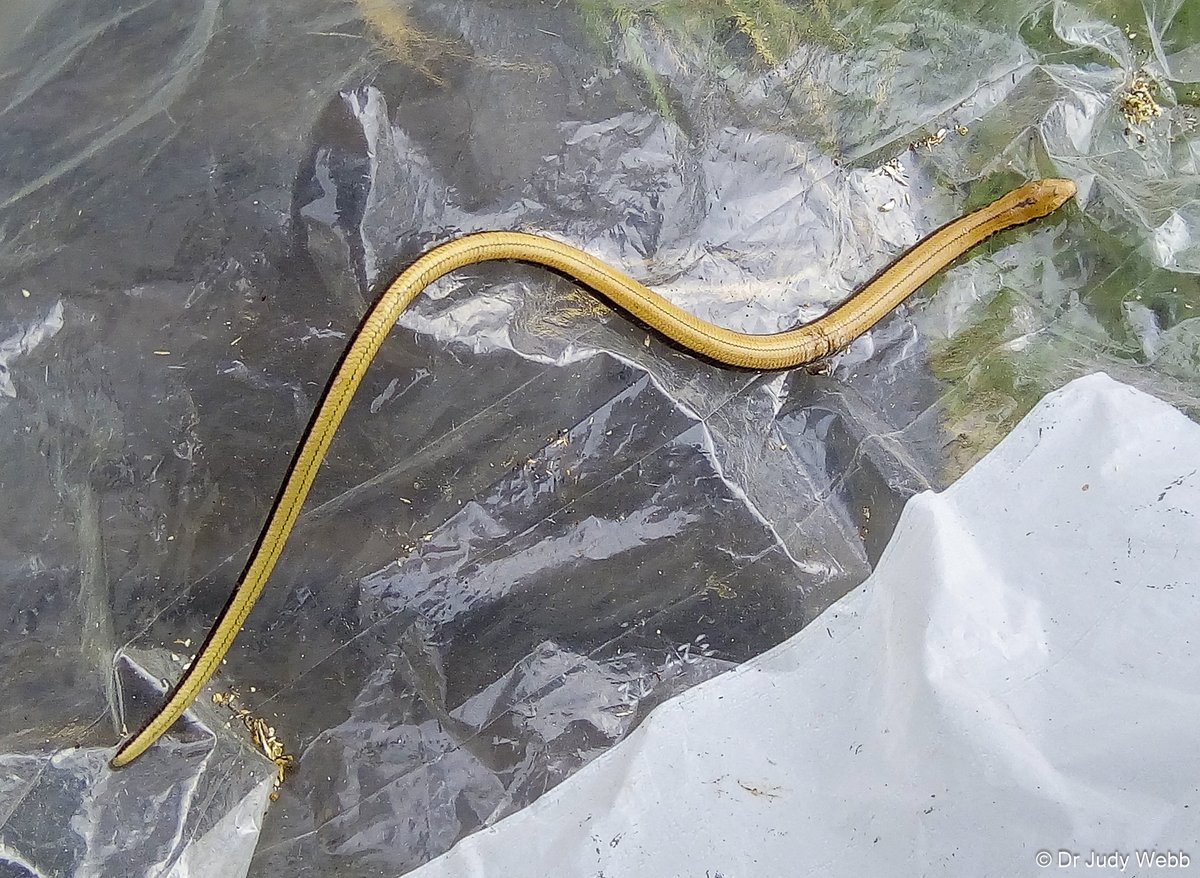 Our Slow Worms (Anguis fragilis) are starting to emerge from hibernation. We came across this juvenile a few days ago as we were cutting and raking part of our dry grassland. Looks like it's already been pecked by a bird. ☹️ #SignsOfSpring #OX3 #Reptiles