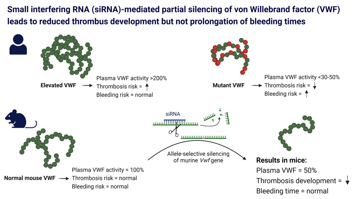 Out now in @ThrombosisRese1 Our study showing the impact of allele-selective silencing of von Willebrand factor based on a single nucleotide allelic difference in VWF: 1) Thrombosis development is decreased 2) Bleeding times are not prolonged sciencedirect.com/science/articl…