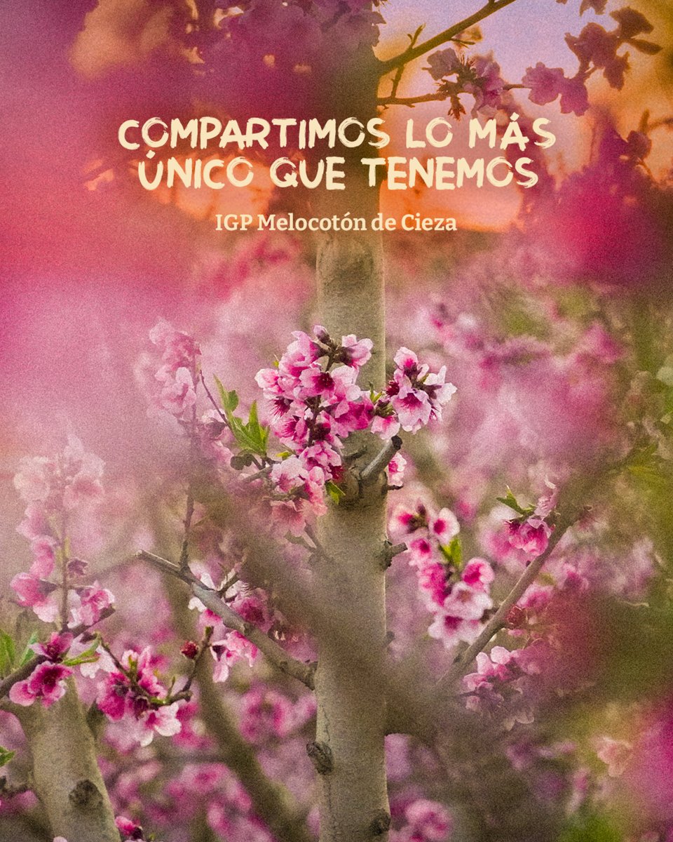 MelocotonDCieza's tweet photo. 🌸🌸En #IGPMelocotóndeCieza arrancamos nuestra campaña "compartimos lo más único que tenemos" difundiendo imágenes de un atardecer en la #Floración de Cieza.

☀🍑Pocas cosas se nos ocurren más únicas que estos atardeceres que en unos meses estarán repletos de nuestro #melocotón. https://t.co/Nh1nGUa69D