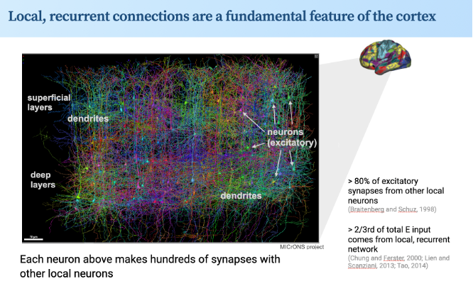 New preprint, on 'sequence filtering'. Led by @CianaDeveau, Z Zhou. We see this as a key step forw on how cortex works. All cortical areas have dense exc-exc recurrent connectivity. What do these connections do, esp in sensory ctx? Our data say: they do dynamics/time. 1/4