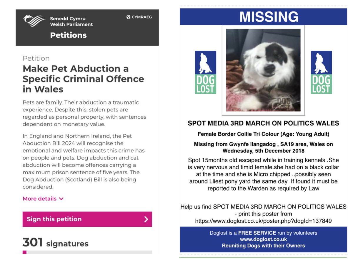 #Missing SPOT was featured on @BBCWales bbc.co.uk/news/uk-wales-… Mr Powell from #Llanwrda #Carmarthenshire said “Losing Spot was devastating, It's like losing a member of the family' #LostDog Pls SIGN & REPOST this new petition by @FOAWales on this link: petitions.senedd.wales/petitions/2461…