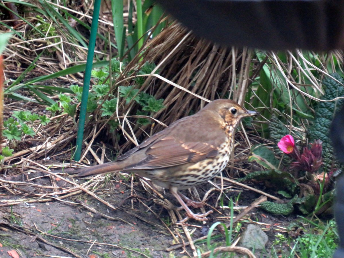 I don't tidy up leaves which fall into the garden over winter, those leaves give insects places to hibernate and so on, and in leaving the leaves on the ground it gives birds such as this Song Thrush places to search for food. An untidy garden is FAR better for wildlife!