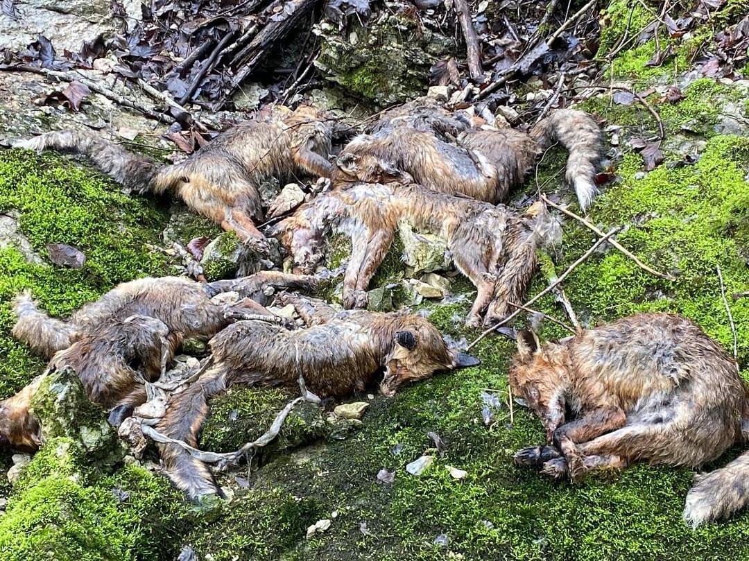 hugoclement's tweet image. Ça, ce n’est pas de la chasse, c’est un massacre gratuit. Des dizaines de renards tués puis jetés au bord d’une rivière dans le Jura, près de Morillon. Un pêcheur vient de m’envoyer ces photos. 

C’est horrible, n’est-pas ? Oui, mais c’est légal de massacrer ces animaux, car le…