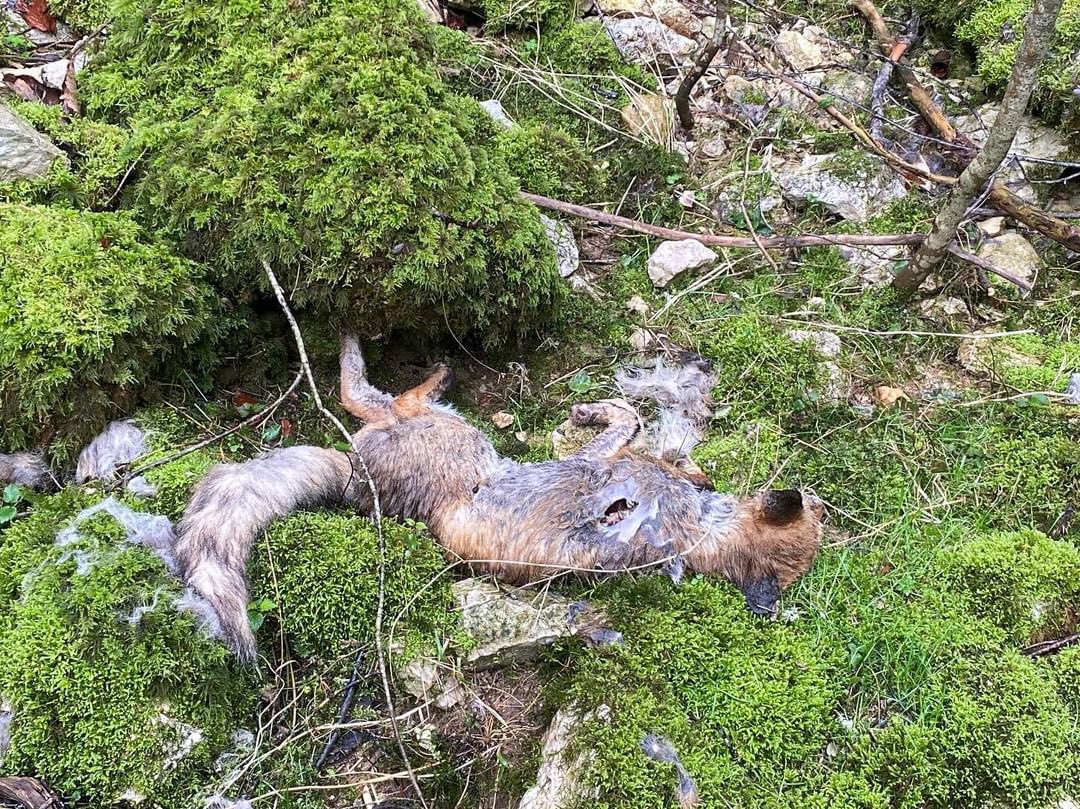 hugoclement's tweet image. Ça, ce n’est pas de la chasse, c’est un massacre gratuit. Des dizaines de renards tués puis jetés au bord d’une rivière dans le Jura, près de Morillon. Un pêcheur vient de m’envoyer ces photos. 

C’est horrible, n’est-pas ? Oui, mais c’est légal de massacrer ces animaux, car le…