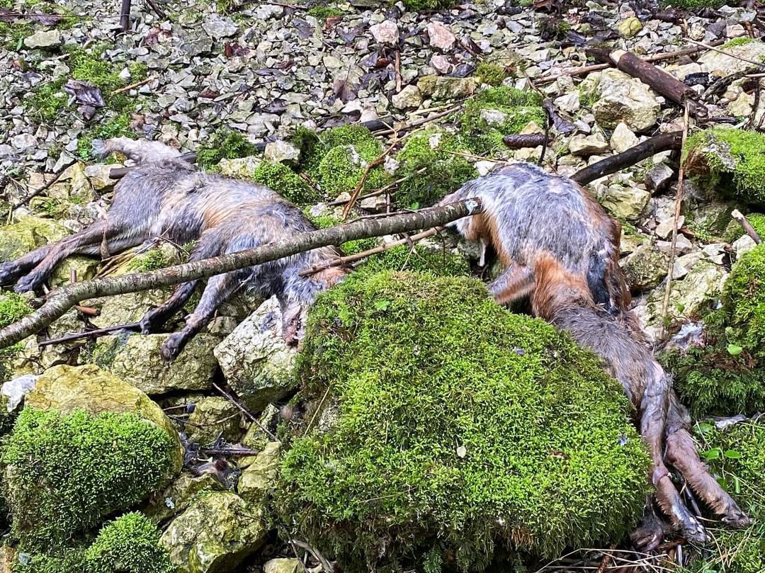 hugoclement's tweet image. Ça, ce n’est pas de la chasse, c’est un massacre gratuit. Des dizaines de renards tués puis jetés au bord d’une rivière dans le Jura, près de Morillon. Un pêcheur vient de m’envoyer ces photos. 

C’est horrible, n’est-pas ? Oui, mais c’est légal de massacrer ces animaux, car le…