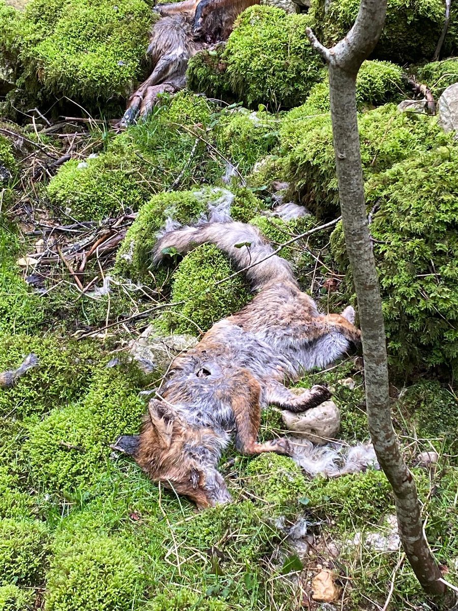 hugoclement's tweet image. Ça, ce n’est pas de la chasse, c’est un massacre gratuit. Des dizaines de renards tués puis jetés au bord d’une rivière dans le Jura, près de Morillon. Un pêcheur vient de m’envoyer ces photos. 

C’est horrible, n’est-pas ? Oui, mais c’est légal de massacrer ces animaux, car le…