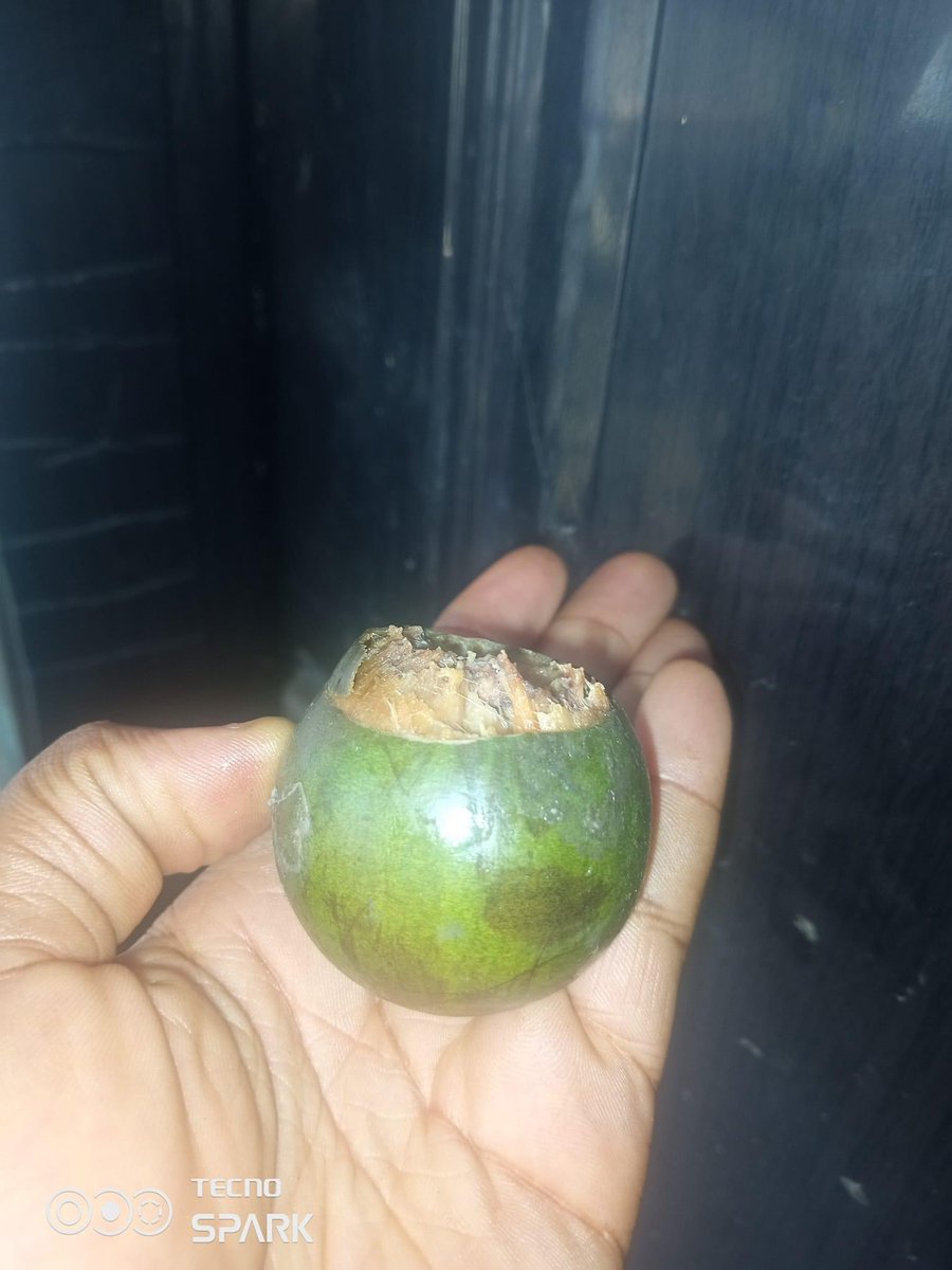 iamscrummy_'s tweet image. Is it just me? I prefer unripe Agbalumo