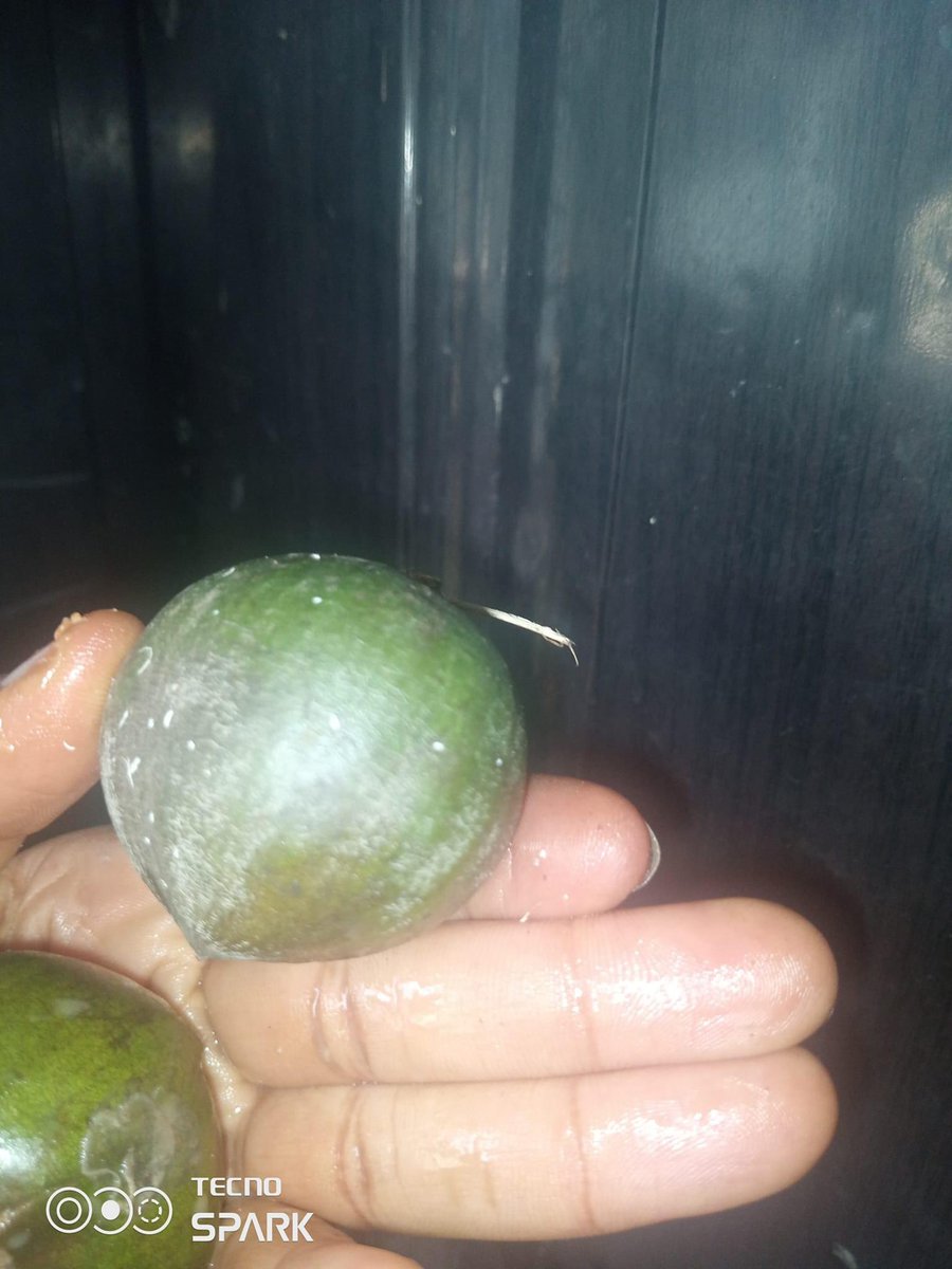 iamscrummy_'s tweet image. Is it just me? I prefer unripe Agbalumo