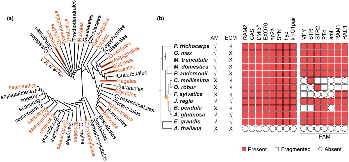 Arbuscular mycorrhizal conserved genes are recruited for ectomycorrhizal symbiosis - Li - New Phytologist - Wiley Online Library nph.onlinelibrary.wiley.com/doi/full/10.11…