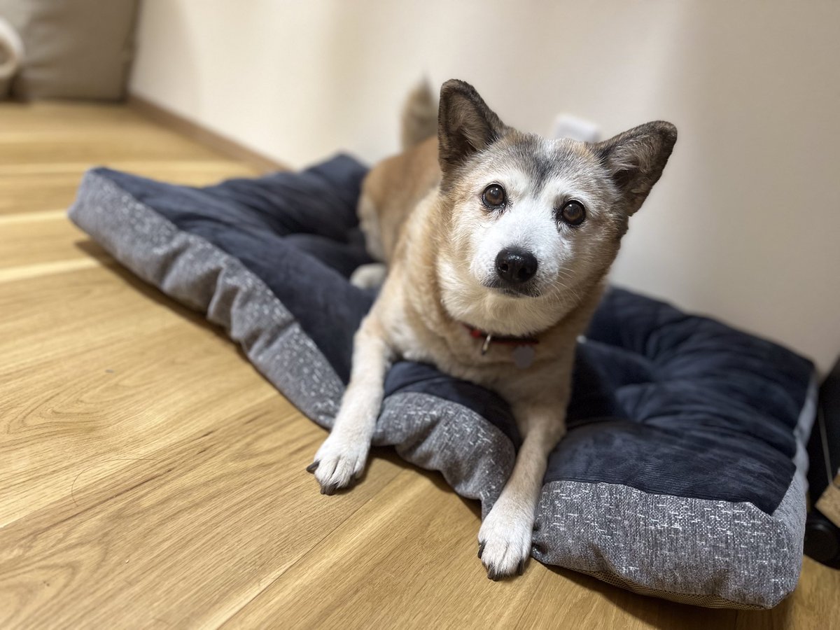 ponn122kana's tweet photo. 2023/12/3の夜にポンが行方不明になりました。あれから3ヶ月が過ぎましたがいまだに目撃情報0です。警察、保健所には連絡済みです。高齢犬(15歳)なのでそう遠くへはいけないかと思います。ずっと探しています。拡散されて情報何かあれば幸いです。#福島県#会津坂下町#迷い犬 https://t.co/n1EeZjMn2Y