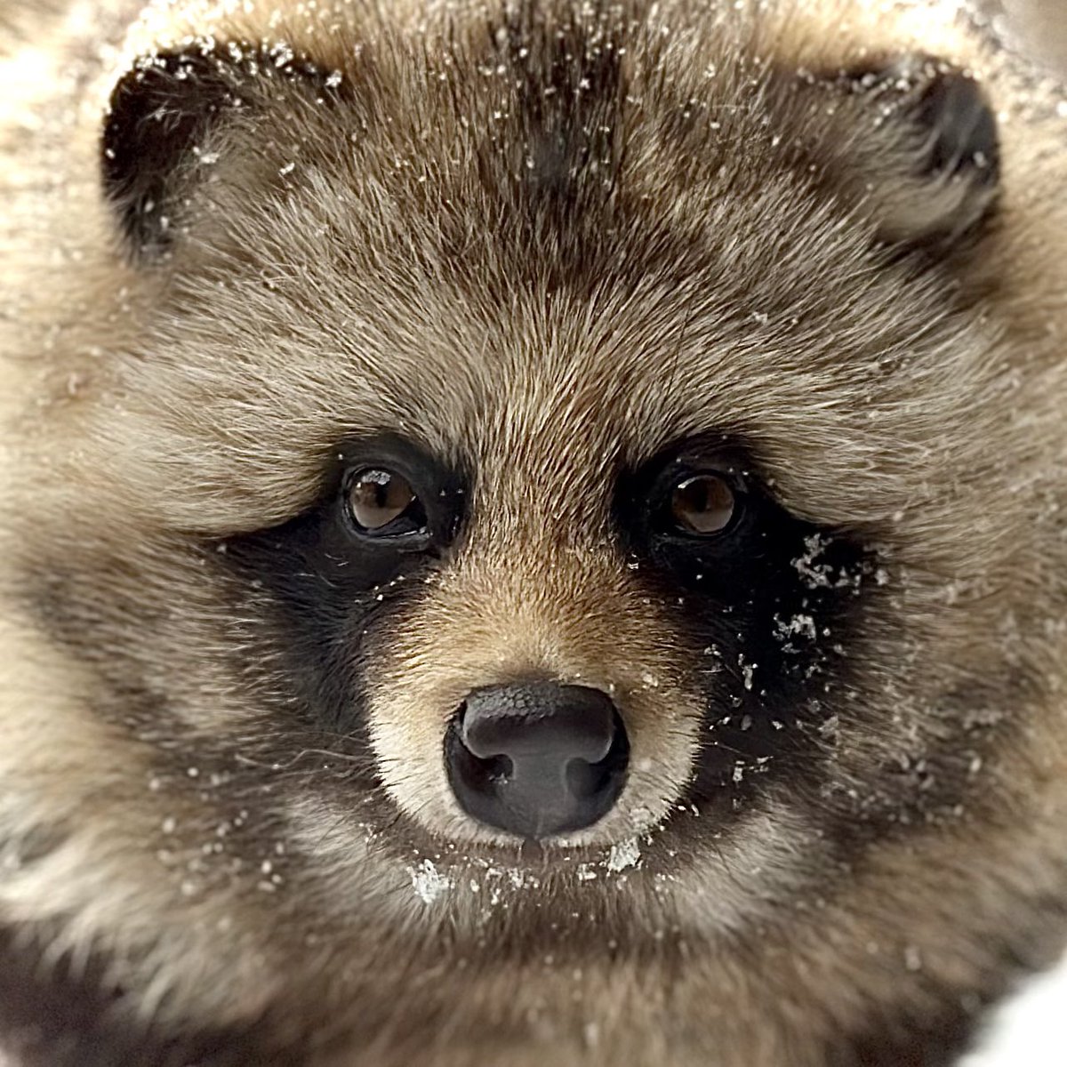 RT @obizoo_official: 皆さんにタヌキのことを知ってもらいたいので