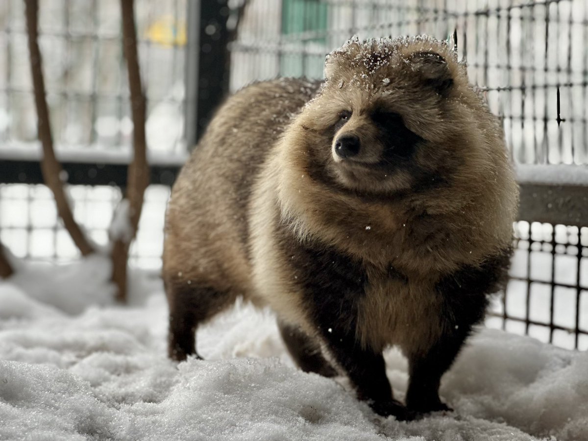 皆さんにタヌキのことを知ってもらいたいので、 #たぬきエピソード