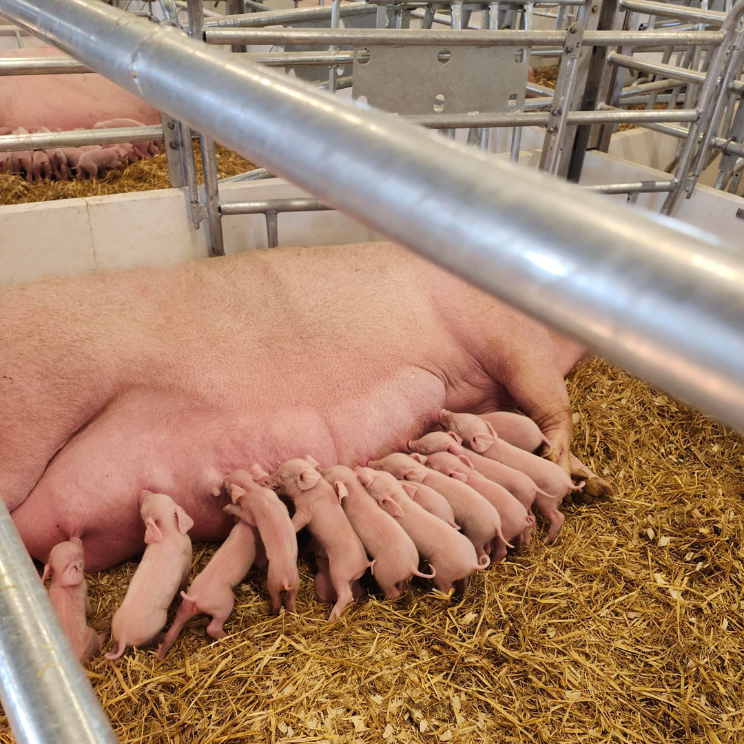 CanarmAgSystems's tweet photo. Update to the J and B Millen Farm project in Great Village, Nova Scotia.
They had the first few farrow in the new pens (84 turn around crates).
Momma and piglets (27 of them!) are doing well.

Dealer for this project was LBJ Farm Equipment.

#farrowing #piglets #sow https://t.co/noCYhOrYS4