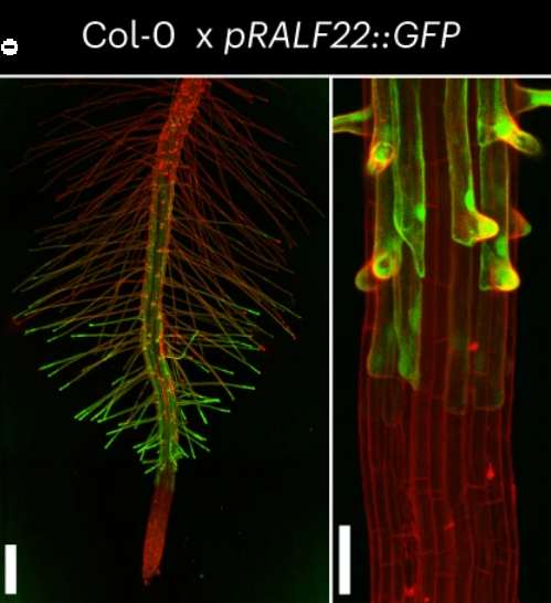 New Article: 'RALF22 has a structural and signalling role in root hair cell wall assembly' rdcu.be/dAN5D RALF22: structural component organizing cell wall architecture + feedback signalling molecule that regulates this process depending on its interaction partners.