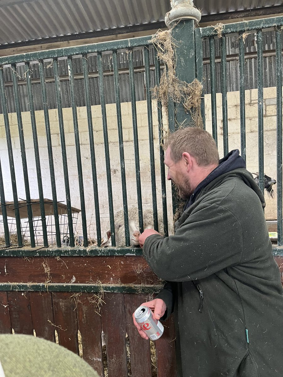 Arnbeg's tweet photo. Meeting Blair and Basil

Then when I asked if he fancied adding them to his shearing list 😂

#arnbegfarmstayscotland #angoragoats #mohair https://t.co/F6cQotavSC