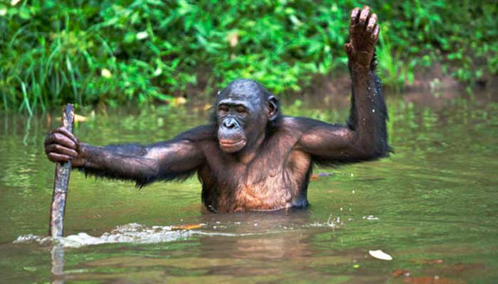 JpAlvinho's tweet photo. sobre a Europa caindo nas mãos da extrema direita:

sinceramente, vcs vao esperar oq de um povo que não toma banho e é arrogante? até o macaco dessa foto tem hábitos higiênicos mais aprimorados que um cidadão médio europeu. 

oremos. quero a Europa se foda. https://t.co/NlNkL4Tqqc