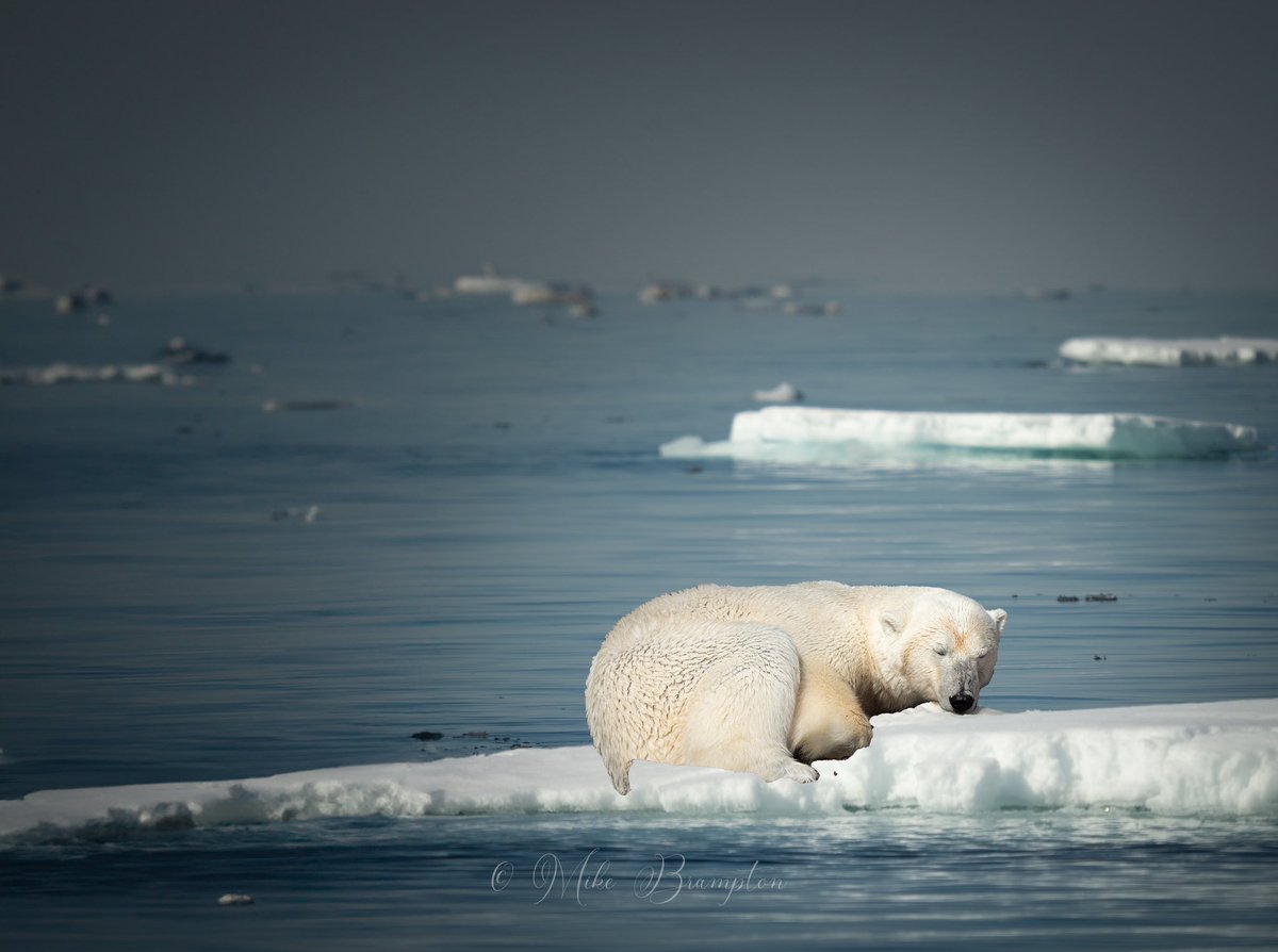 When @Mike_Brampton heard our #climatesong instead of seeing #PolarBears on beds of roses he shared this! The ice is melting now is the time for #climate action.