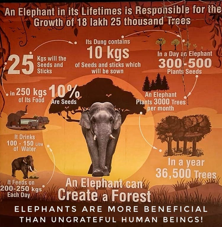 Let This  Be Known.
Eelphants Create  Forests.
Humans  Distroy  Forests , Biodiversity...
Humans are the most destructive species on earth. #saveelephant #saveenvironment #Arikomban 🐘❤️❤️❤️ #Padayappa 🐘❤️❤️❤️#BelurMakhna 🐘❤️❤️❤️