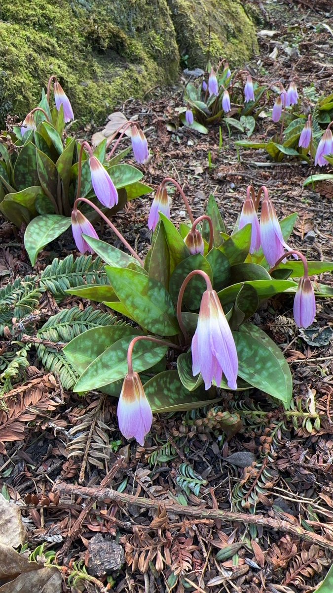 Nick Lightfoot (@nicklightfoot22) on Twitter photo Erythronium dens-canis flowering in the rock garden <a href="/Ness_Gardens/">Ness Botanic Gardens</a> currently, see powo.science.kew.org/taxon/urn:lsid…. Mulched by leaves of Sequoia sempervirens, see powo.science.kew.org/taxon/urn:lsid…! Erythronium dens-canis flowering in the rock garden <a href="/Ness_Gardens/">Ness Botanic Gardens</a> currently, see powo.science.kew.org/taxon/urn:lsid…. Mulched by leaves of Sequoia sempervirens, see powo.science.kew.org/taxon/urn:lsid…!