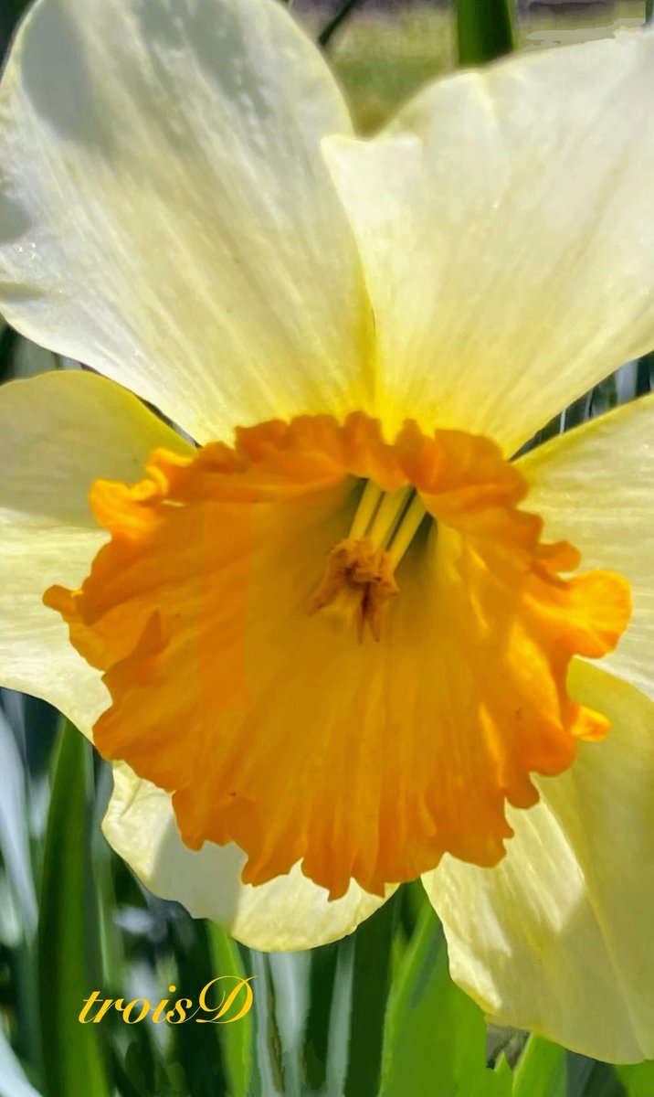 troisD💐 tweet media