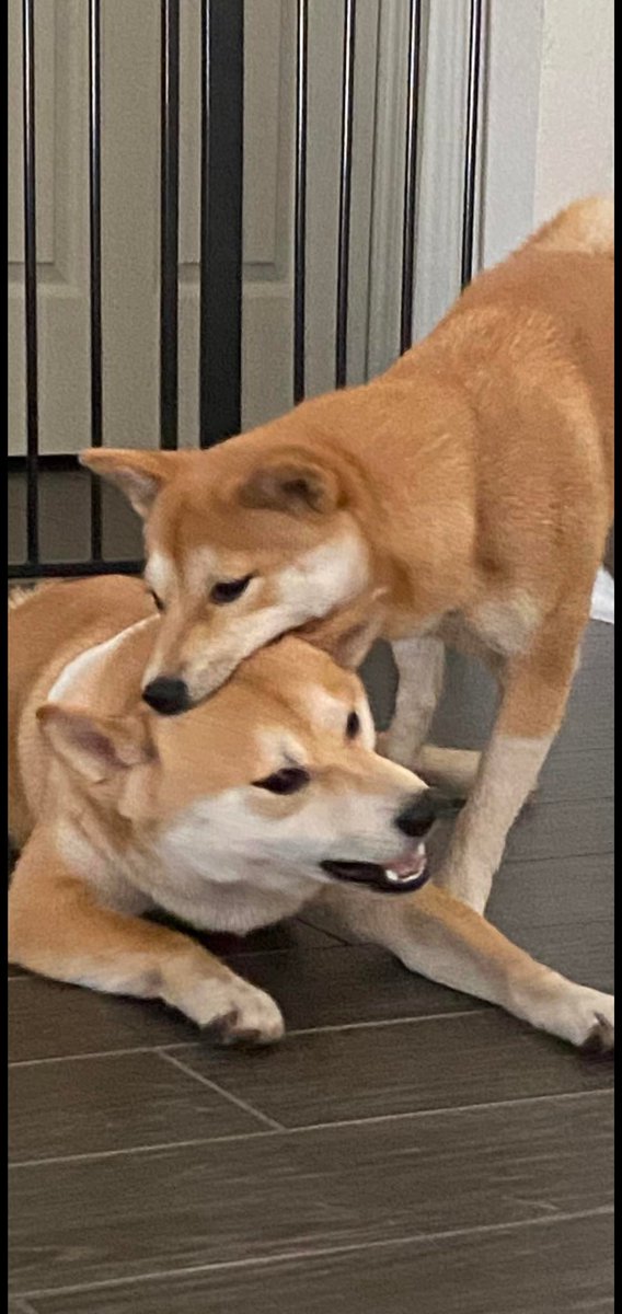 NFT Only tweet media