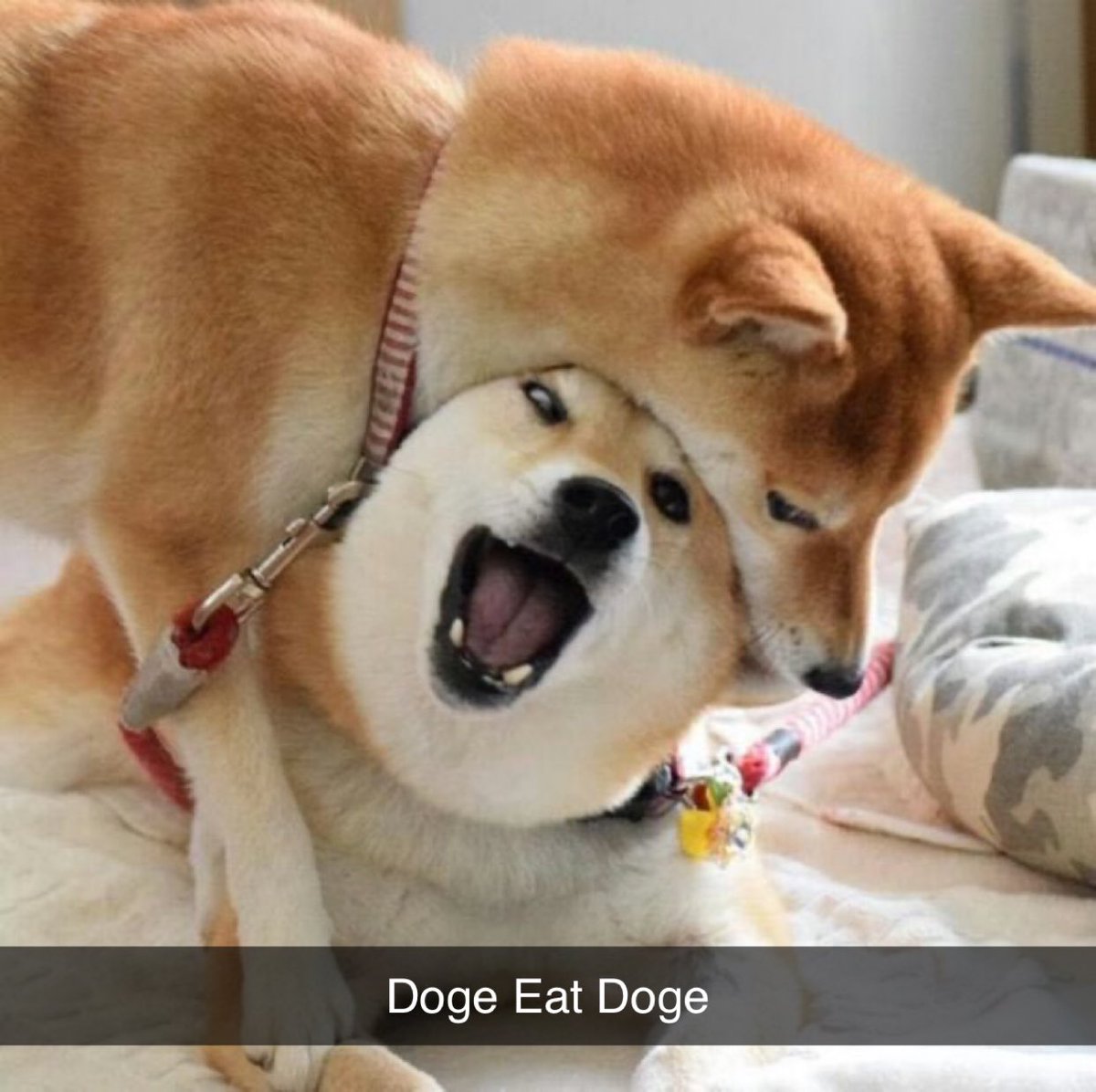 NFT Only tweet media