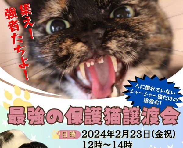 livedoornews's tweet photo. 【朗報】「シャーシャー猫の譲渡会」で猫18匹の譲渡先が決まる！
https://t.co/qtSmGe50Ub

2月に都内で開催された譲渡会に参加したのは、年齢は1歳から6歳くらいまでのシャーシャー猫たち44匹。このうち18匹の譲渡先が決まった。猫飼い経験者が名乗りを上げてくれたという。 https://t.co/4vrE5r2VG6