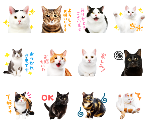 mikenoki_stamp's tweet photo. 「まいにち猫が好き❤写真スタンプ」
実写の猫写真を使った、リアルで可愛いフォトスタンプ！毎日使える基本の挨拶や、日常会話にとっても便利！

https://t.co/wiwcZpOGIU

#LINEスタンプ #LINE #にゃんこ #猫が好き https://t.co/VGKQYDMlZR