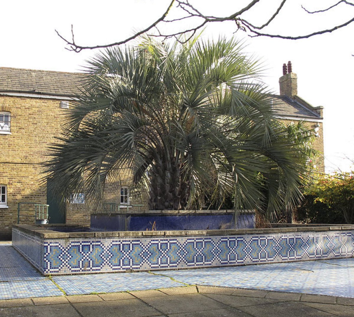 This is the wonderful Butia odorata in Chumleigh Gardens, Burgess Park (TQ3310 7779) in Camberwell, London.